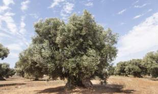 Comprar oliveira centenária