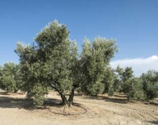 Preco oliveira centenária